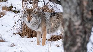 Fugit autem doloribus